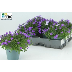 CAMP PORTENSCHLAGIAN