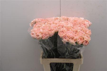 <h4>Di St Lege Marrone</h4>