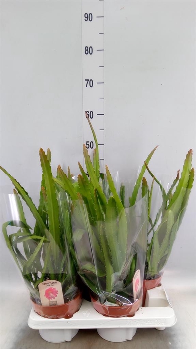 <h4>Epiphyllum   ...</h4>