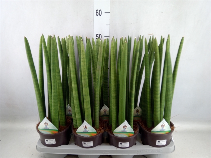 <h4>Sansevieria cyl.  ...</h4>