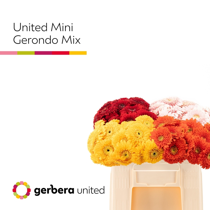 <h4>Germini Pomponi Mix Pomponi  Water</h4>