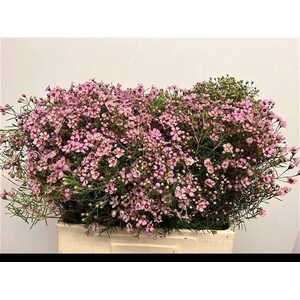 CHAME UN JUPITER SOL