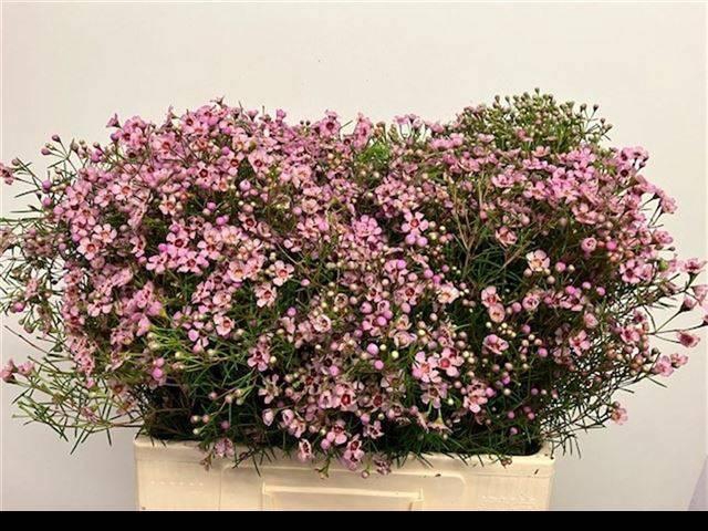 <h4>CHAME UN JUPITER SOL</h4>