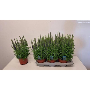 VERO SPICATA