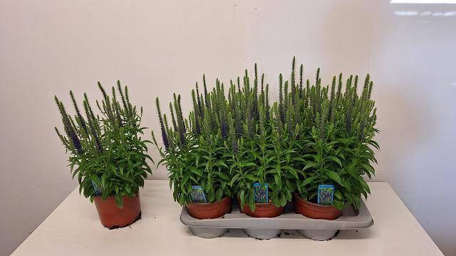 <h4>VERO SPICATA</h4>