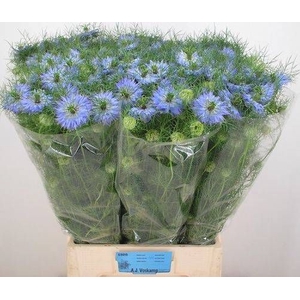 NIGE D MYSTRY BLUE