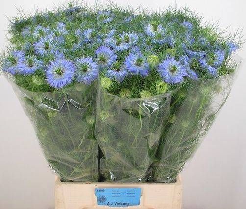 <h4>NIGE D MYSTRY BLUE</h4>