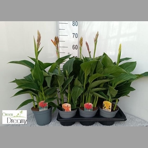 CANNA CANNOVA GEM