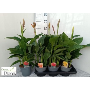CANNA CANNOVA GEM