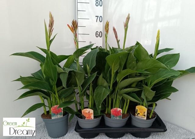 <h4>CANNA CANNOVA GEM</h4>