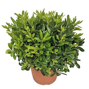 Pittosporum Tobira Nana Bush