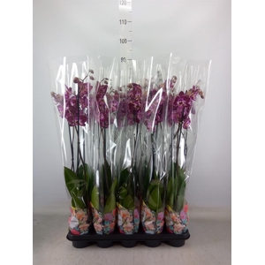 Phalaenopsis   ...