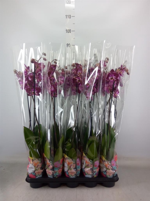<h4>Phalaenopsis   ...</h4>