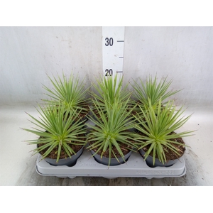 Agave stricta 'Nana'