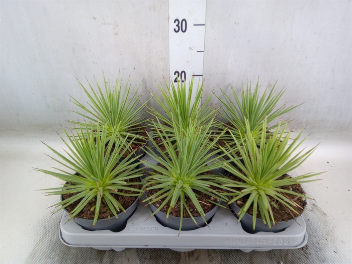 <h4>Agave stricta 'Nana'</h4>