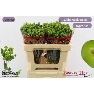 HYP GLOBO APPLEGREEN