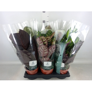 Calathea   ...mix