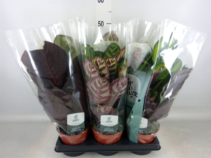 <h4>Calathea   ...mix</h4>