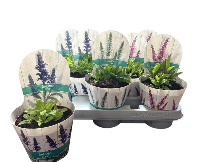 <h4>SALVIA NE OV</h4>