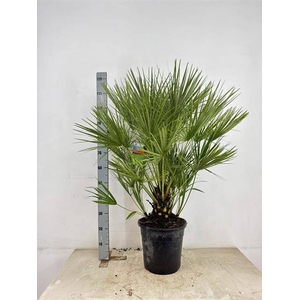 CHAM HUMILIS