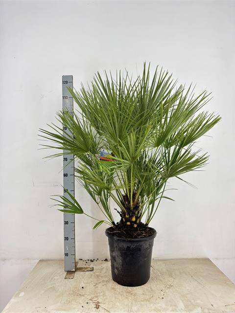 <h4>CHAM HUMILIS</h4>