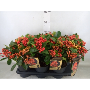 Skimmia jap. 'Obsession'