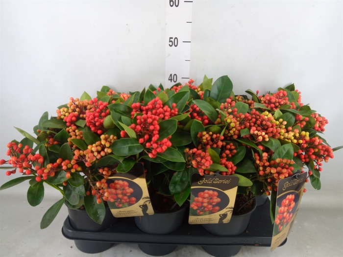 <h4>Skimmia jap. 'Obsession'</h4>