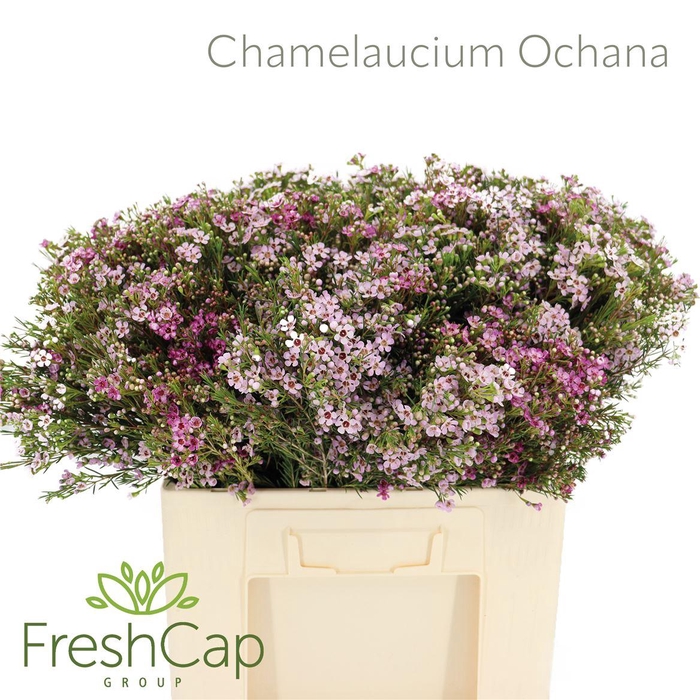 <h4>Chamelaucium 'Ochana'</h4>