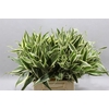 Sanderiana White