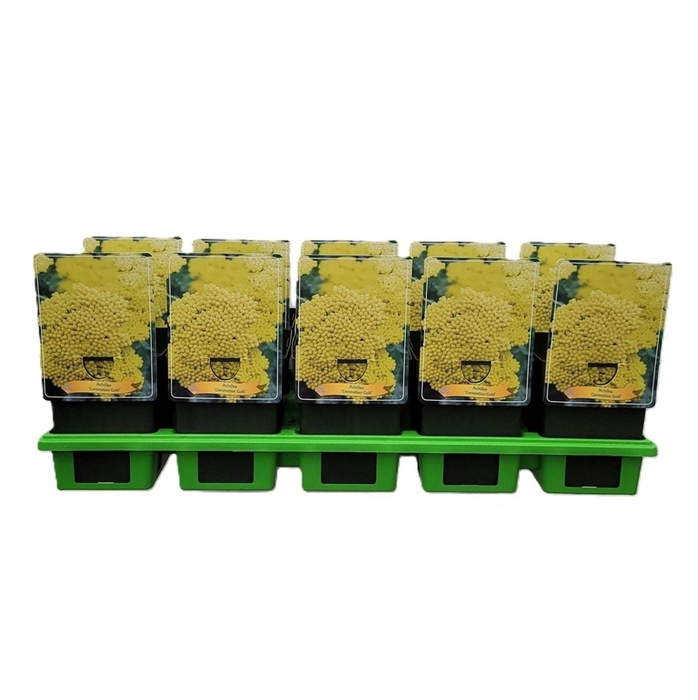 Achillea Coronation Gold