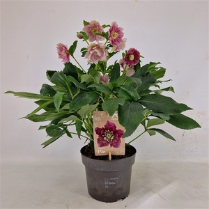 Helleborus Orientalis VIV Double Flowered 19 cm