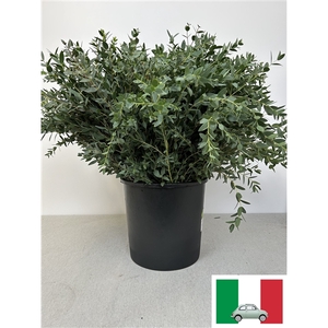 EUC PARVIFOLIA PB