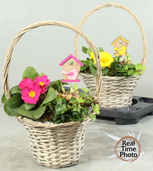 <h4>ARR TUINPLANTEN</h4>