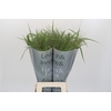 Panicum Fountain