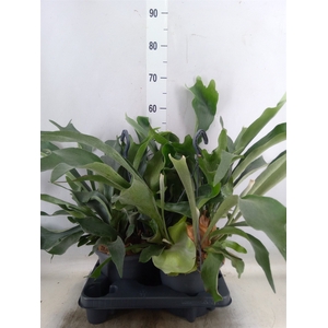 Platycerium bifurc.