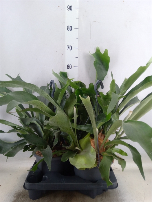 <h4>Platycerium bifurc.</h4>
