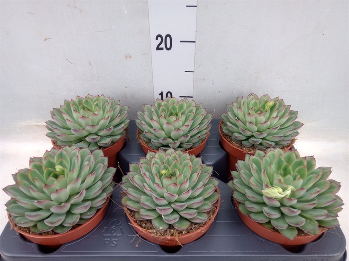 <h4>Echeveria pulidonis</h4>