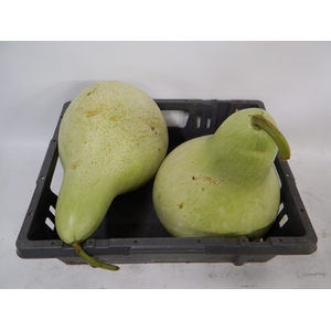 CUCURBITA (KALEBAS)