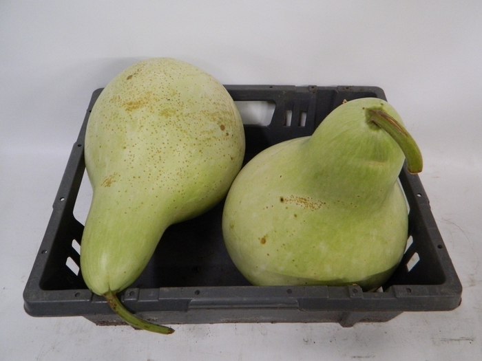 <h4>CUCURBITA (KALEBAS)</h4>