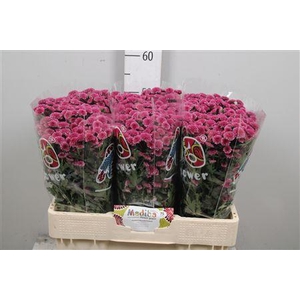 Chr S Mad Tyolo Pink