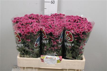 <h4>Chr S Mad Tyolo Pink</h4>