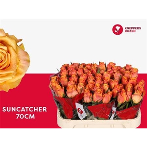 R Gr Suncatcher