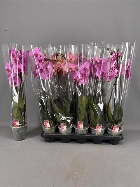 <h4>PHAL PINK MIX 2 TAK</h4>
