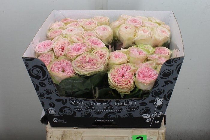 <h4>R Gr Bal Summerhouse</h4>