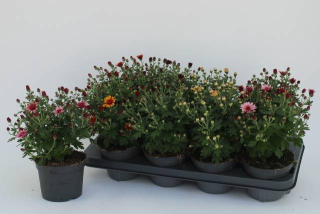 <h4>CHRYS GARDEN MUMS GM</h4>