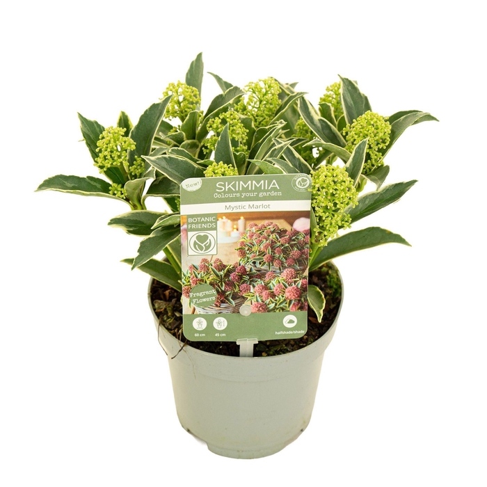 <h4>Skimmia Japonica</h4>