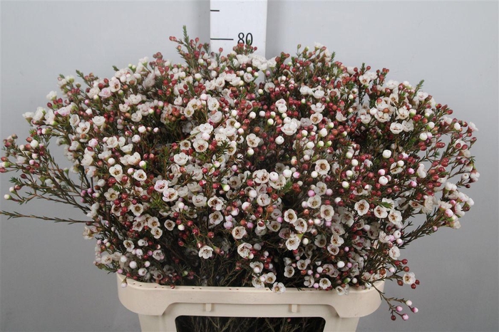 <h4>Chame Moonl Delight</h4>