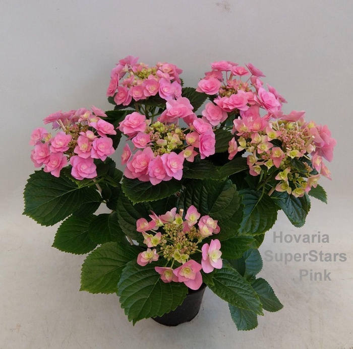 <h4>Hydrangea Hovaria</h4>