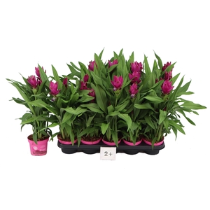 CURCU AL SIAM SUBLIM