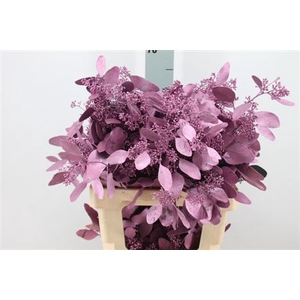 Euca Populus Bes Klb. Mett Fuchsia X5 300 Gram